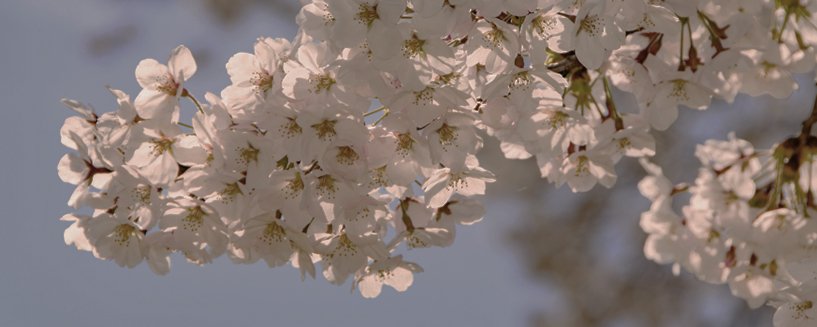 cherry blossoms